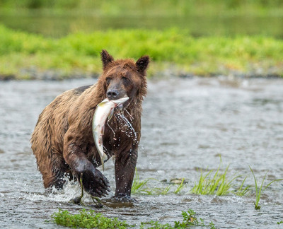 Brown bear with salmon