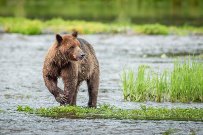 Bear eating Salmon at Pack Creek