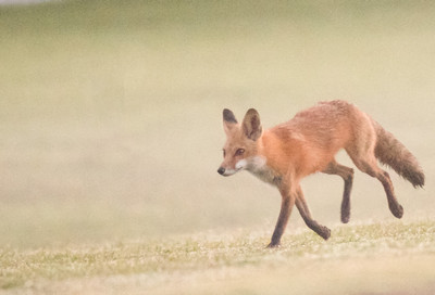 Focused Fox in Fog