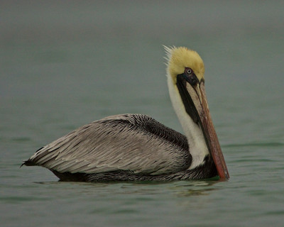 Brown Pelican Pausing