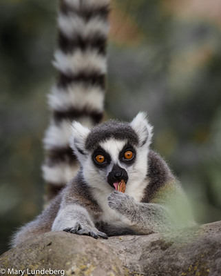 Lemur