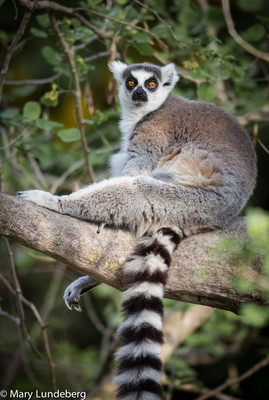 Lemur