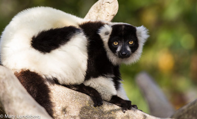 Lemur