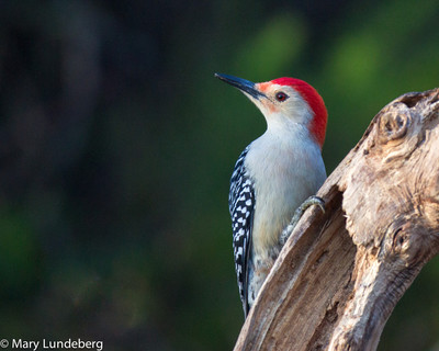 Red Bellied Woodpecker