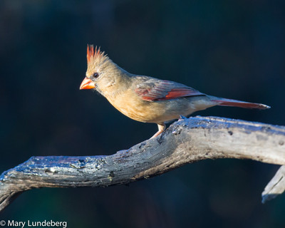 Female Cardinal