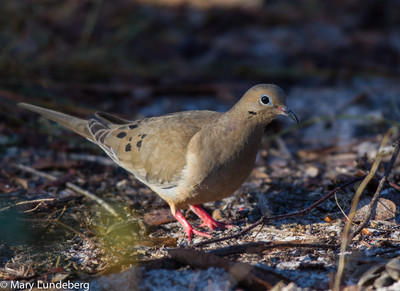 Dove