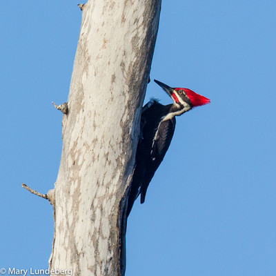 Male Pileated Building a Nest