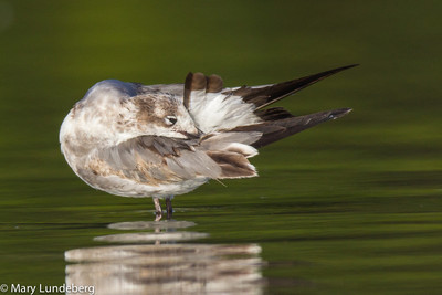 Willet Preening