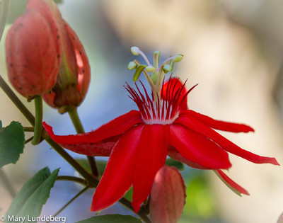 Passion Flower, Florida