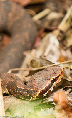 Cottonmouth, Florida