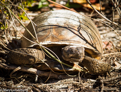 Gopher Tortoise with Sandy Shell