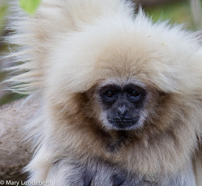 White Handed Gibbon