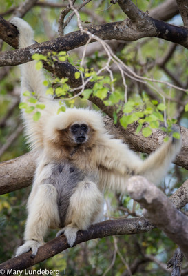 White Handed Gibbon