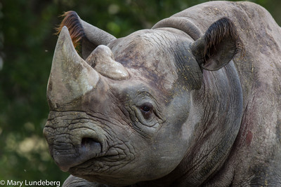Black Rhinoceros