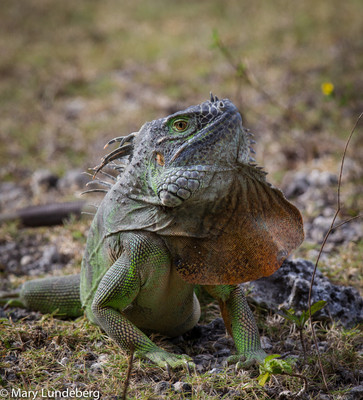 Lizard