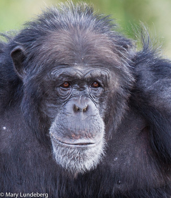 Chimpanzee