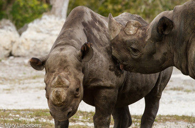 Rhino Kiss