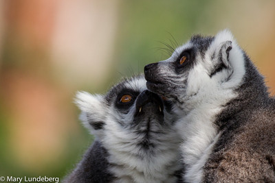 Lemur Love