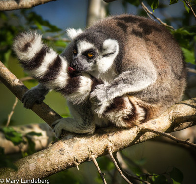 Lemur Preening