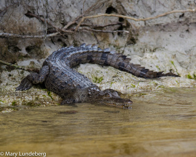 Crocodile in Everglades
