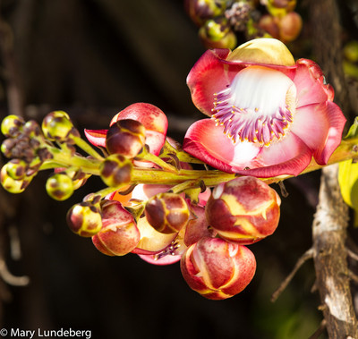 Canonball flower