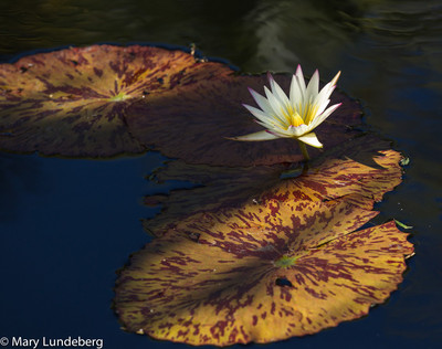 Water Lily