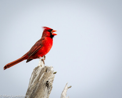 Male Cardinal Singing