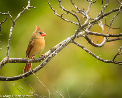 Female Cardinal in Toothache Tree