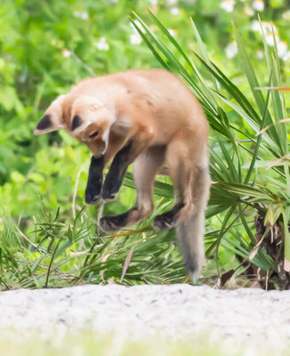 Kit Pouncing on prey