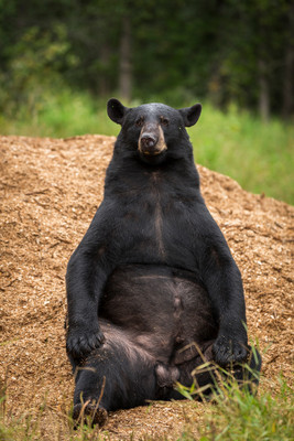 Budda Pose on Cedar Pile