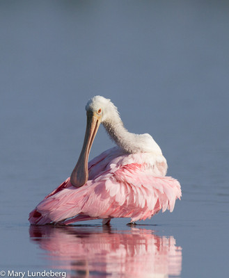 Roseate Spoonbill Juvenile Preening,Myakka State Park