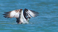 Osprey lifting up