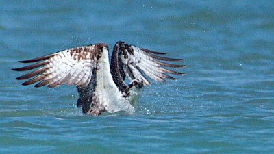 Osprey lifting up