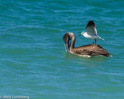 Juvenile Brown Pelican with Fish and Seagull