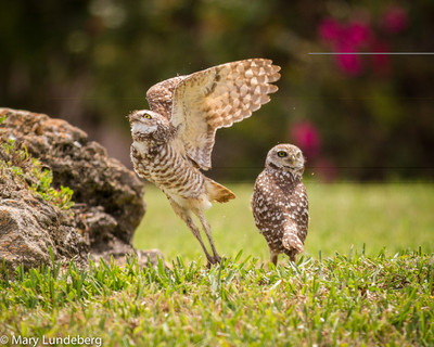 Burrowing Owl Courtship