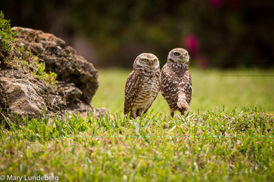 Burrowing Owl Courtship