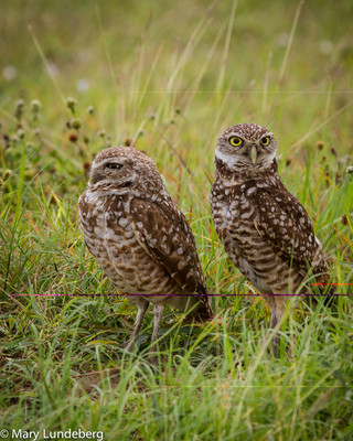 Burrowing Owl Mates