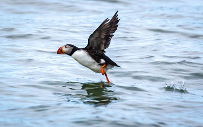 Puffin taking off