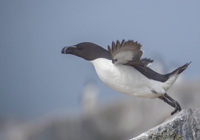 Razorbill taking off