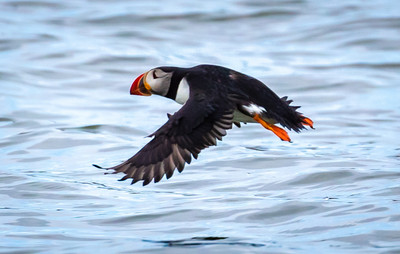 Winged flight