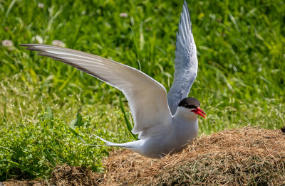 Arctic Tern in garden