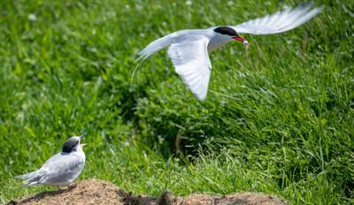 Arctic tern about to feed chick