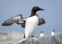 Bridled Murre shaking wings