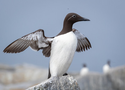 Bridled Murre shaking wings