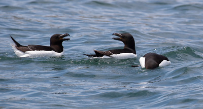 Razorbills chatting