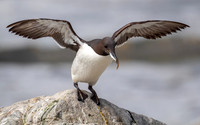 Murre with fish