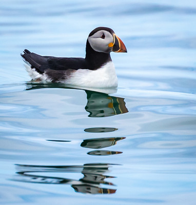 Reflections from a Puffin
