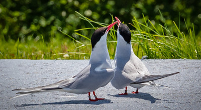 Arctic tern mating ritural
