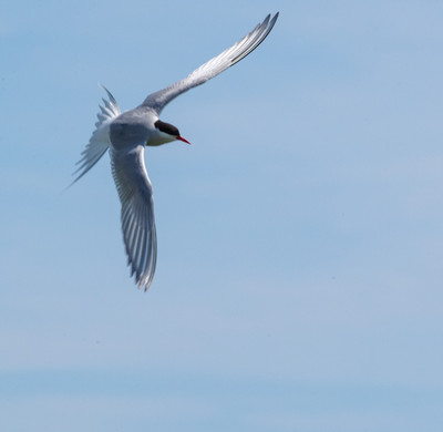 Arctic Tern