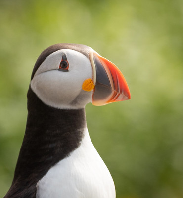 Closeup Puffin